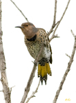 Northern Flicker